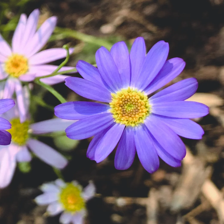 Swan River Daisy Seeds – Hardy Annual Blooms