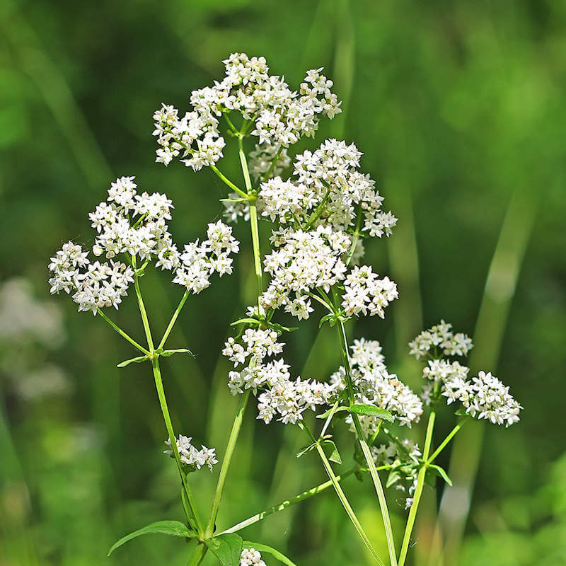 Sweet-Scented Bedstraw Seeds - Herbal Plant