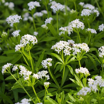 Sweet-Scented Bedstraw Seeds - Herbal Plant