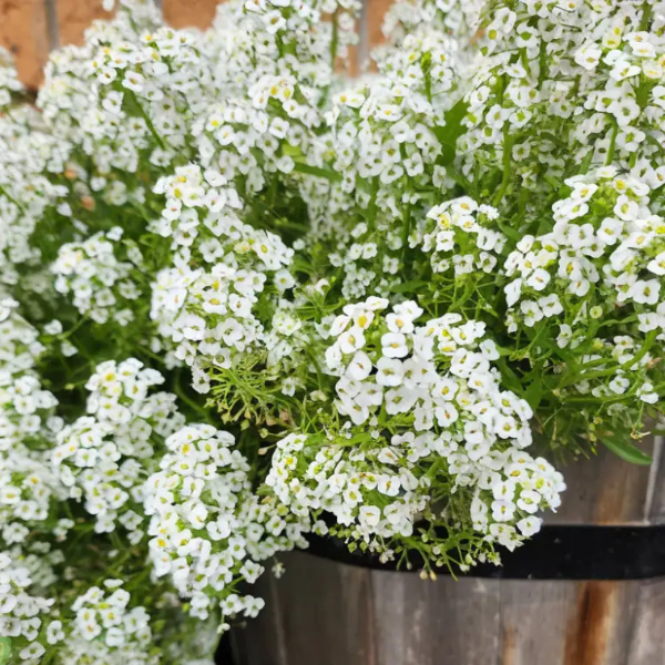 Sweet Alyssum Seeds