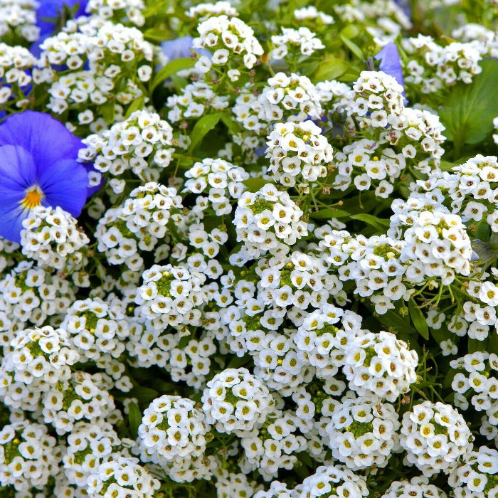 Sweet Alyssum Seeds