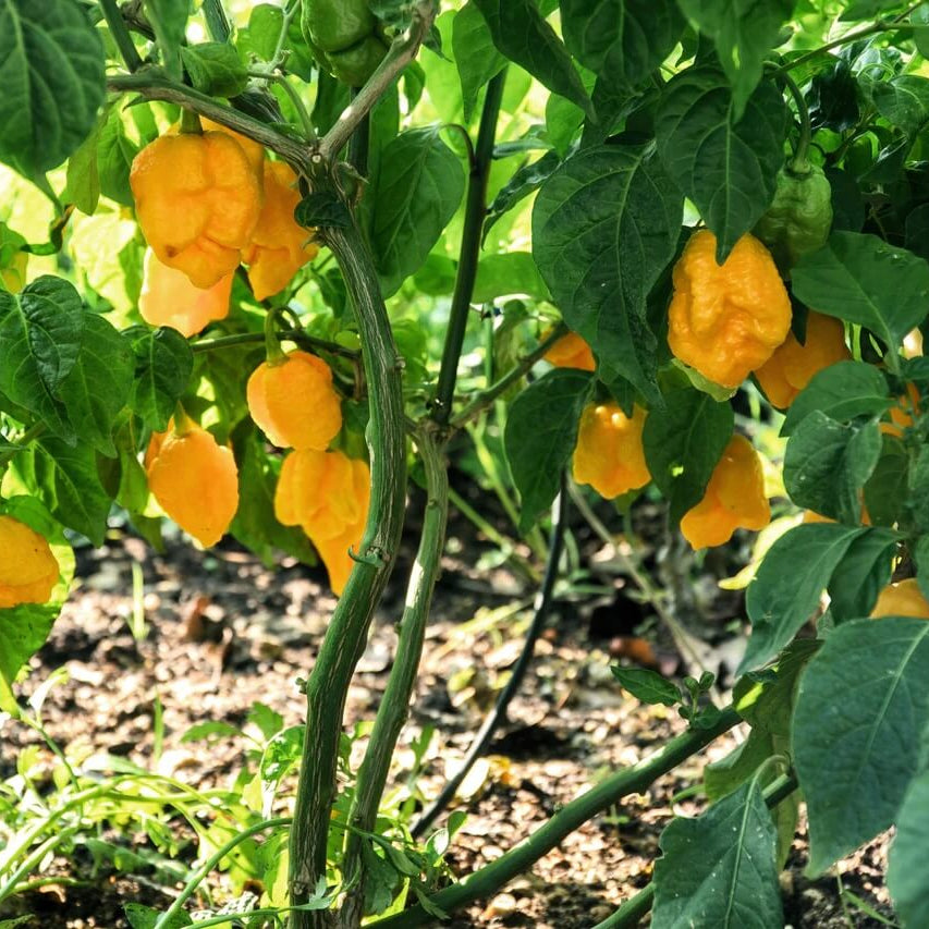Sweet Aromatic Pepper Seeds