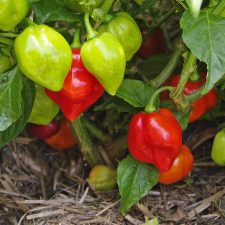 Sweet Aromatic Pepper Seeds