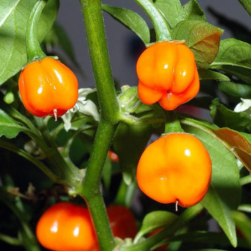 Sweet Aromatic Pepper Seeds