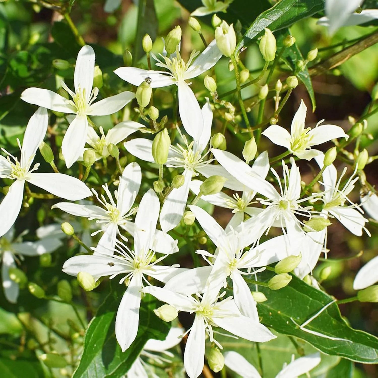 Sweet Autumn Clematis Seeds
