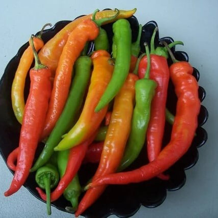 Sweet Bulgarian Pepper Seeds 