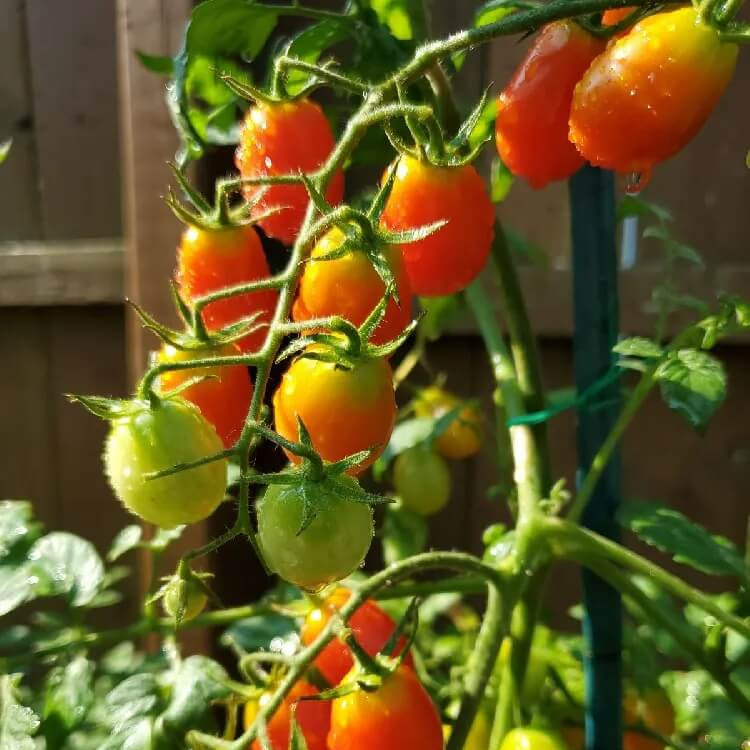 Sweet Campari Tomato Seeds