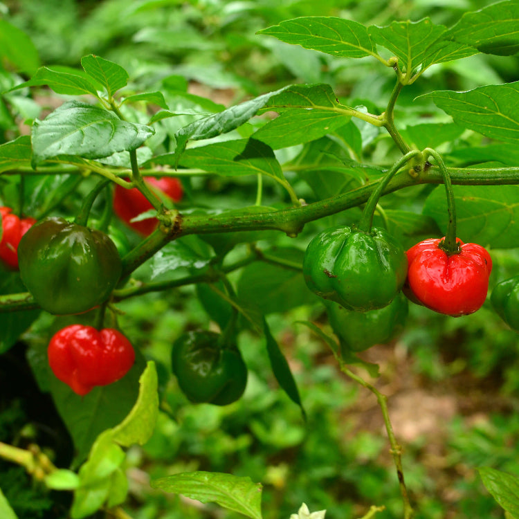 Sweet Caribbean Pepper Seeds