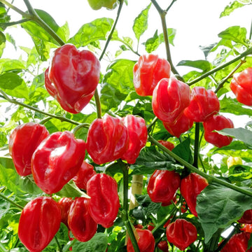Sweet Caribbean Pepper Seeds