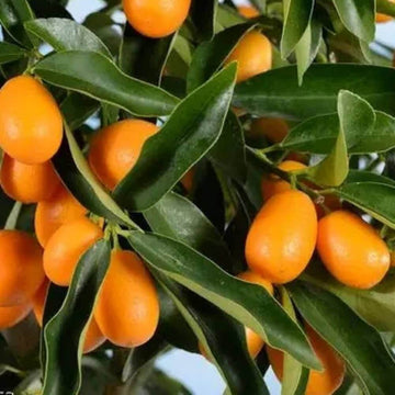 Sweet Citrus Hybrid Lemon Seeds