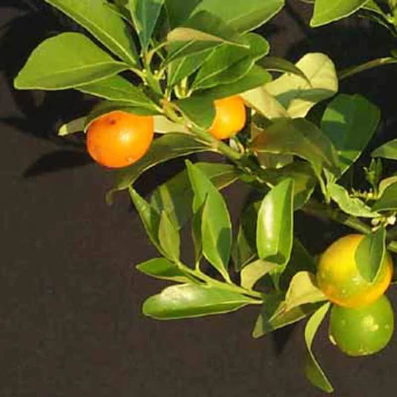 Sweet Citrus Hybrid Lemon Seeds
