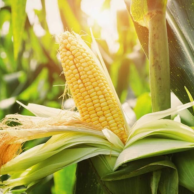 Sweet Corn Seeds - Early Maturing, Non-GMO
