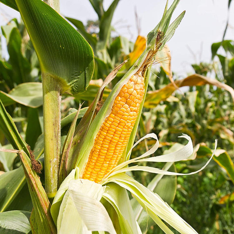 Sweet Corn Seeds - Early Maturing, Non-GMO

