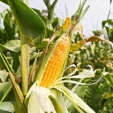 Sweet Corn Seeds - Early Maturing, Non-GMO
