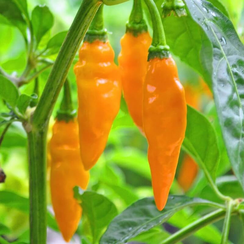 Sweet Datil Pepper Seeds - Vegetable Plant