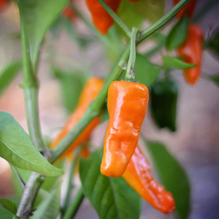 Sweet Datil Pepper Seeds - Vegetable Plant