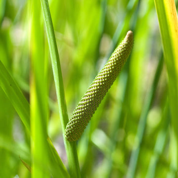 Sweet Flag Seeds – Aquatic