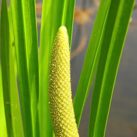 Sweet Flag Reed Aquatic Sweet Flag Seeds | Water Garden Plant