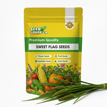 Sweet Flag Seeds