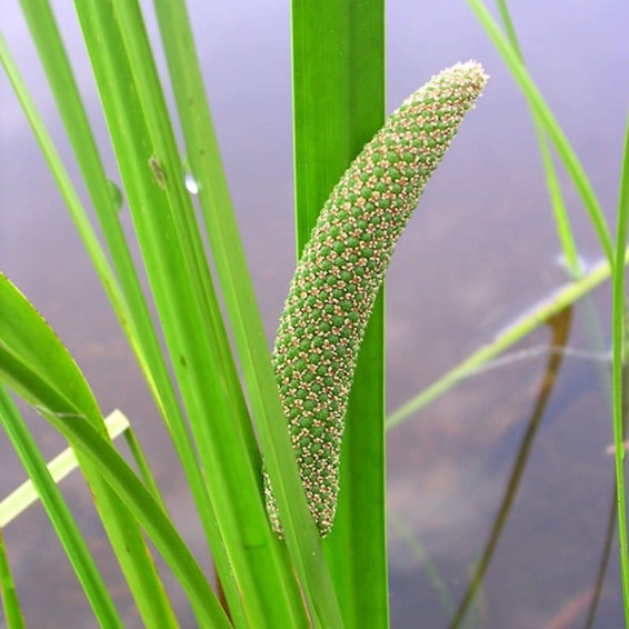 Sweet Flag Seeds – Aquatic