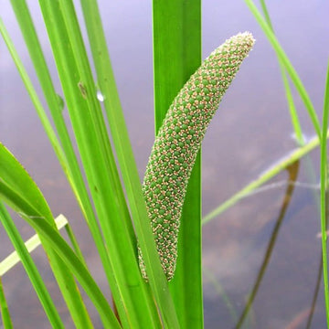 Sweet Flag Seeds – Aquatic