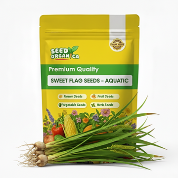 Sweet Flag Seeds – Aquatic