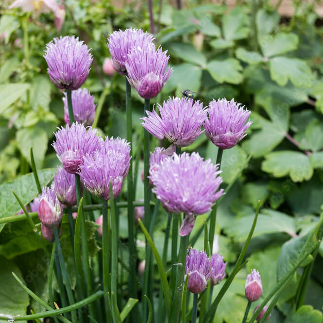 Sweet Garlic Herb Seeds - Herbal Plant
