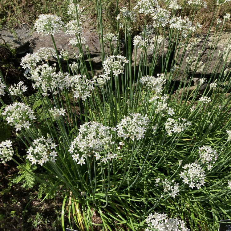 Sweet Garlic Herb Seeds - Herbal Plant