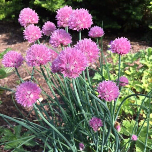 Sweet Garlic Herb Seeds - Herbal Plant