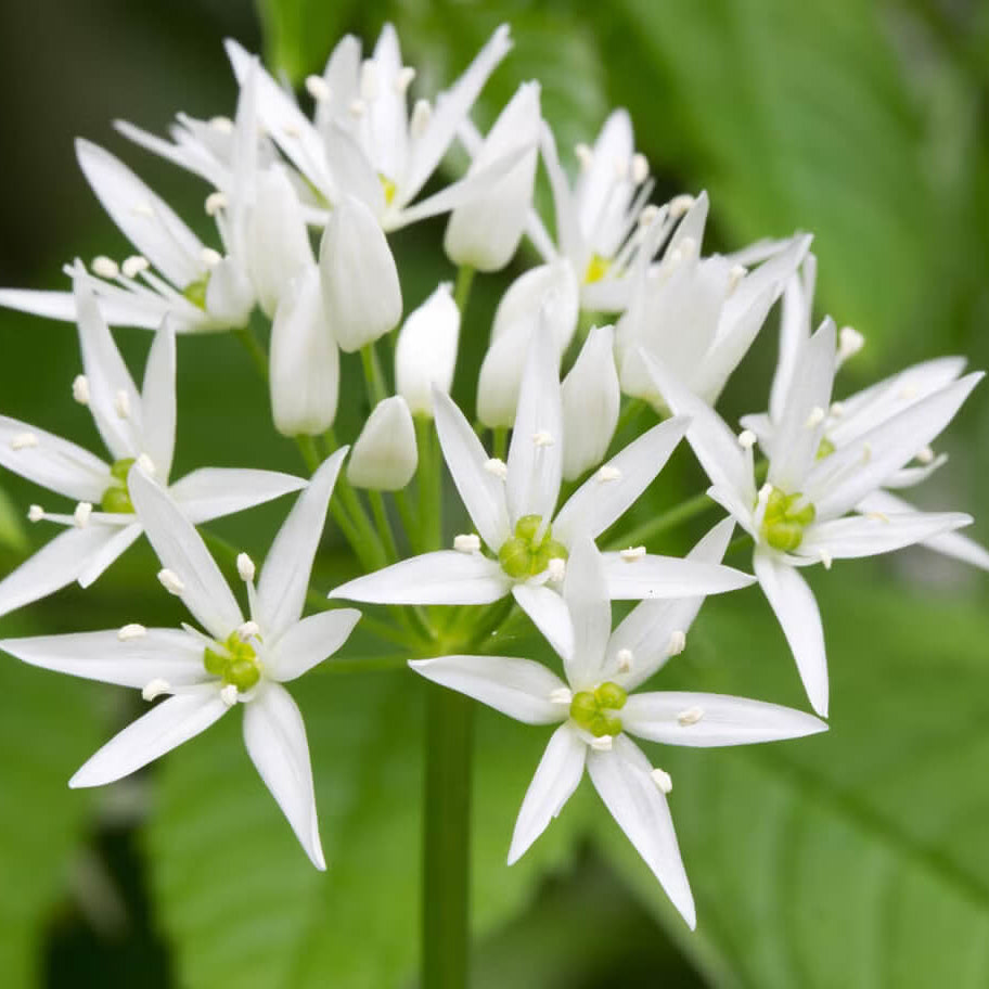 Sweet Garlic Herb Seeds - Herbal Plant