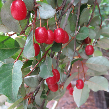 Sweet Goumi Berry Seeds