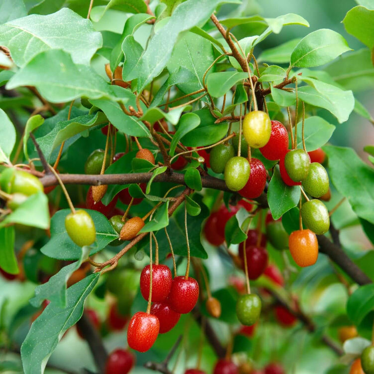 Sweet Goumi Berry Seeds