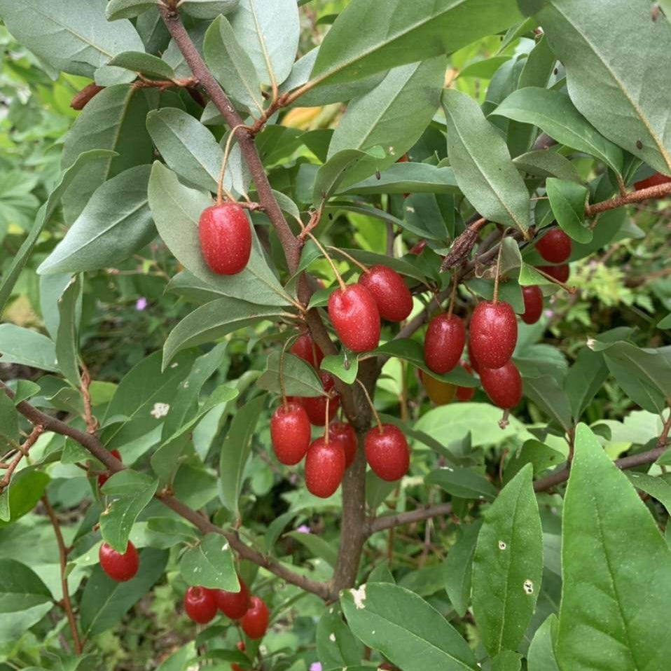 Sweet Goumi Berry Seeds