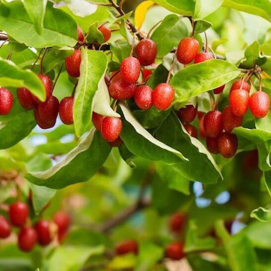 Sweet Goumi Berry Seeds