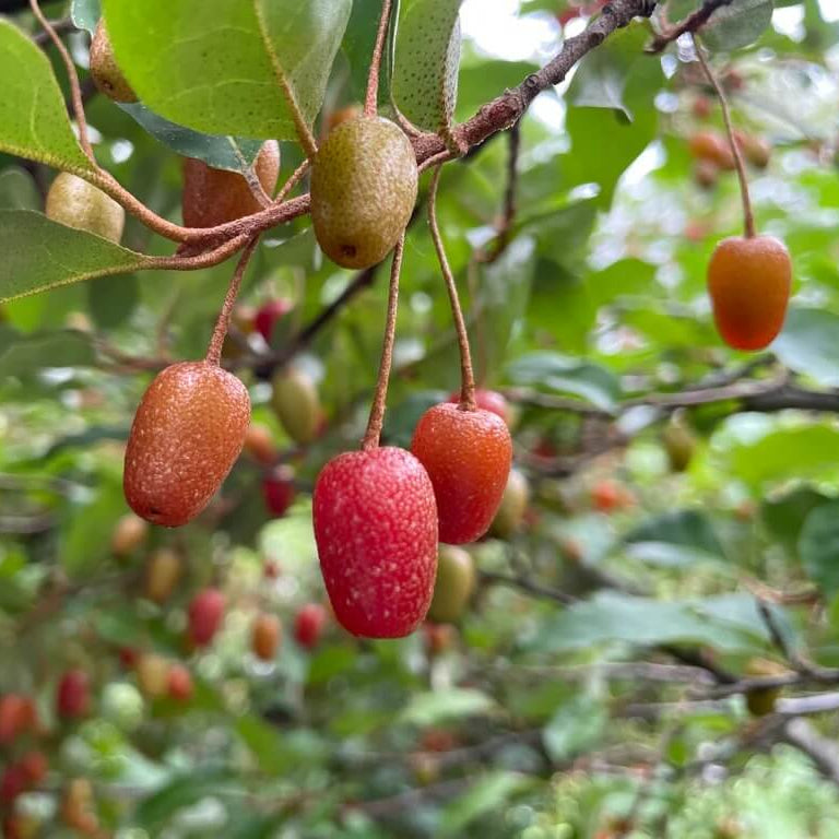 Sweet Goumi Berry Seeds