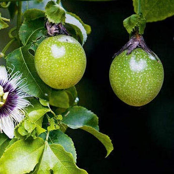 Sweet Granadilla Seeds - Fruit Plant