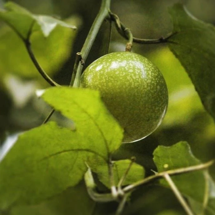 Sweet Granadilla Seeds - Fruit Plant