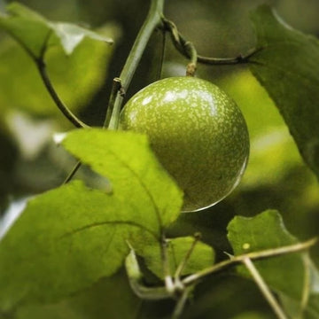 Sweet Granadilla Seeds - Fruit Plant