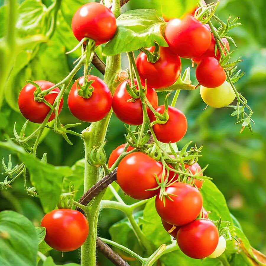 Sweet Grape Tomato Seeds