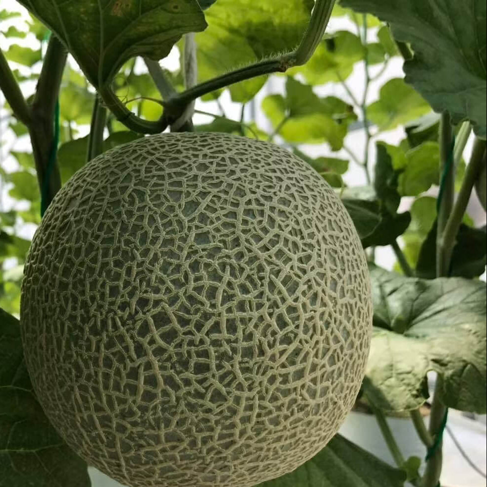 Sweet Hami Melon Seeds