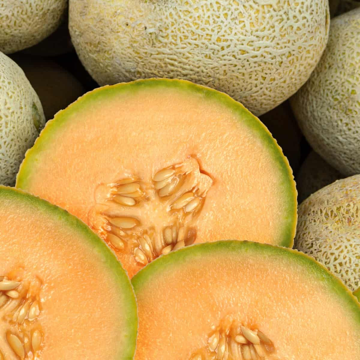Sweet Hami Melon Seeds