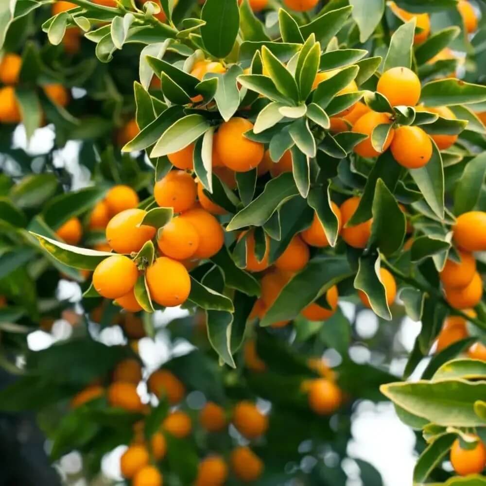 Sweet Lemon Seeds