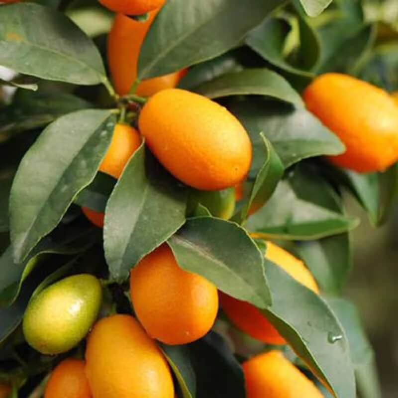 Sweet Lemon Seeds
