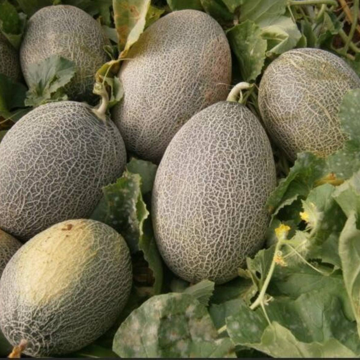 Sweet Melon Seeds