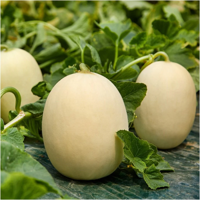 Sweet Melon Seeds