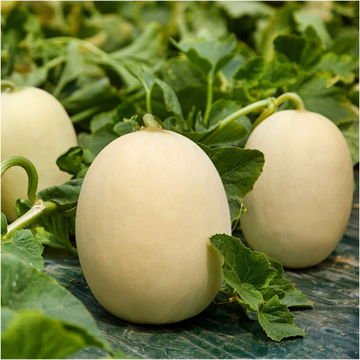 Sweet Melon Seeds
