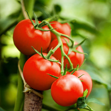 Sweet Million Tomato Seeds - Vegetable Plant