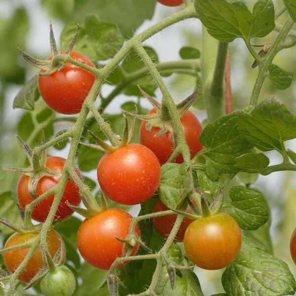 Sweet Million Tomato Seeds - Vegetable Plant
