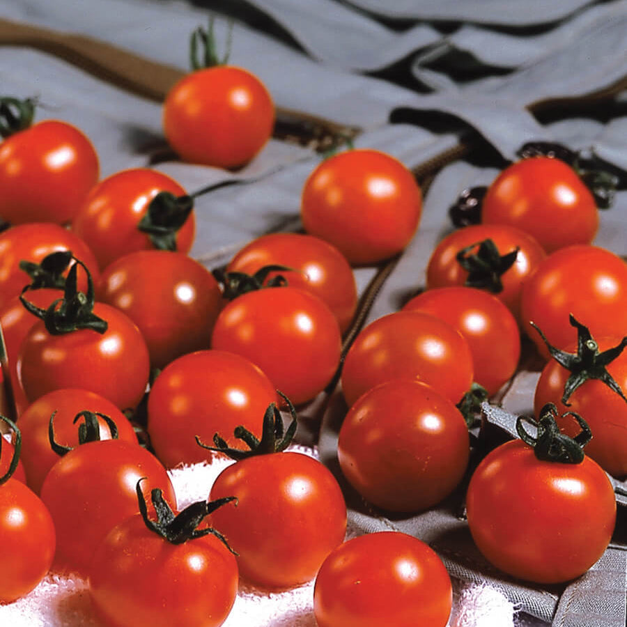 Sweet Million Tomato Seeds - Vegetable Plant