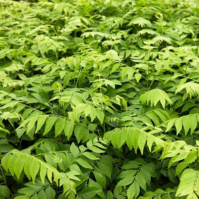 Sweet Neem Seeds - Vegetable Plant